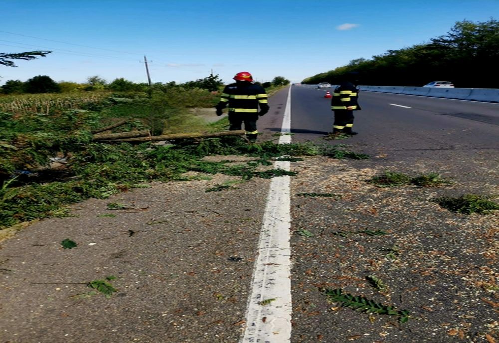 Giurgiu. Un copac căzut pe carosabil a blocat circulaţia pe o bandă a DN 5, la Plopşoru