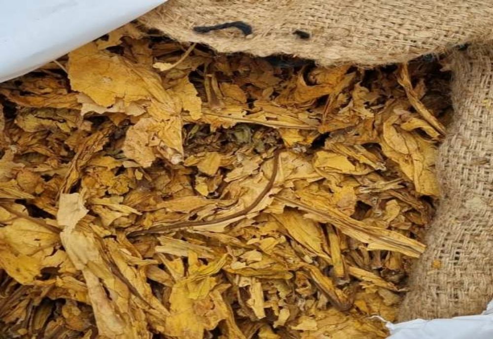 1.320 kilograme foi de tutun ambalate în 32 de saci, descoperite de polițiștii de frontieră giurgiuveni