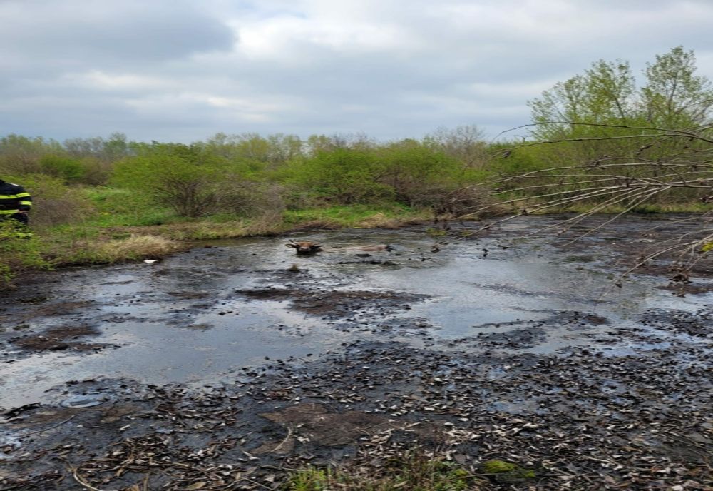 Giurgiu. Taur de 400 de kg, căzut într-o groapă plină cu păcură şi apă, salvat de pompieri