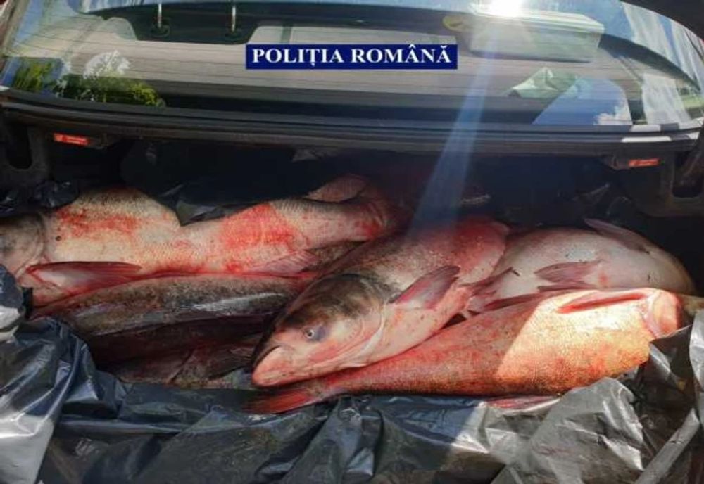 Giurgiu. 65 de kilograme de pește capturat pe Dunăre, confiscat de poliţiştii de la transporturi 