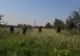 Bătrân dat dispărut de acasă,  găsit de jandarmii giurgiuveni
