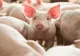 Controale la târgurile de animale din Giurgiu, în contextul pestei porcine