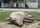 Noi cazuri de pestă porcină africană în județul Giurgiu. Se vor ucide preventiv porcii din două localități!