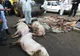 A început măcelul la Brăniștari. Porci uciși, oameni disperați
