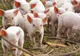 Primul caz de pestă porcină în Bulgaria, la graniță cu România