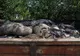 Giurgiu, al 12-lea județ cu focare de pestă porcină africană. Cum au acționat autoritățile sanitar-veterinare