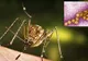WEST NILE: 237 de cazuri și 30 de decese! Vezi județul Giurgiu!
