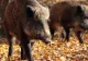 Se trece la vânarea porcilor mistreți pentru a stopa extinderea pestei porcine