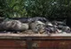 Porcii din gospodăriile din Brăniștari, sacrificați preventiv după confirmarea unui nou focar de pestă porcină africană