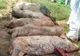 Giurgiu, afectat serios de pesta porcină africană. Încă două focare confirmate la Călugăreni și Uzunu