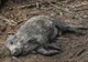 Alertă! Porc mistreț găsit mort în pădurea Comana