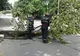 Copaci căzuți pe carosabil și acoperișuri afectate de vântul puternic, la Giurgiu