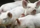 Pesta porcină africană, răspândită în județul Giurgiu de foști veterinari. Se intervine cu armata!