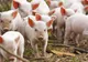 Un nou focar de pestă porcină africană! Autoritățile, în alertă