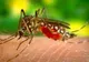277 de cazuri de infecție cu virusul West Nile în România, trei la Giurgiu!