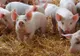 Au sosit banii pentru despăgubirea crescătorilor de porci din Mihai Bravu