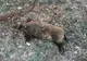 Un nou caz de pestă porcină la mistreți, în județul Giurgiu