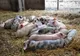 Câte focare de pestă porcină africană sunt în județul Giurgiu
