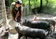 Giurgiuveni, nu aveți voie să creșteți mai mult de cinci porci!