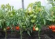 Cultivatorii de tomate din Giurgiu pot accesa și în acest an ajutorul de minimis