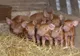 Toate focarele de pestă porcină africană din județul Giurgiu, închise