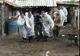 Alertă! Încă două focare de pestă porcină africană în județul Giurgiu