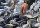 Percheziții în toată țara, inclusiv la Giurgiu. 30 de tone de pește, confiscate