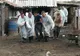 Alertă! Pesta porcină africană face ravagii, chiar și în municipiul Giurgiu!