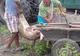 Dosare penale pentru doi bărbați care au încercat să fure porcii sacrificați într-un focar de pestă