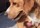 Câinii fără stăpân de la Adăpostul din Giurgiu aşteaptă să fie adoptaţi