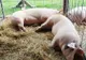 Fermierii giurgiuveni vor putea creşte în gospodării cel mult cinci porci