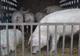 Vindea porci on-line din focarul de pestă. Autoritățile l-au prins și l-au sancționat drastic