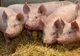 84 de focare de pestă porcină africană mai sunt active în județul Giurgiu