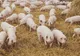 Suspiciune de Pestă Porcină Africană în localitatea Cetatea, Comuna Frătești, județul Giurgiu