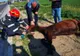 Cal căzut într-o rigolă, salvat de pompierii giurgiuveni 