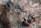 Peste 200 de porci mistreți morți din cauza pestei porcine pe fondurile de vânătoare din județul Giurgiu