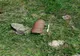 Proiect exploziv de 100 mm, descoperit la Mihai Bravu 