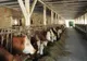 46 de milioane de euro pentru sprijinirea activității crescătorilor de bovine 