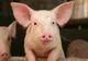 În județul Giurgiu, nu mai există niciun focar de pestă porcină africană la porcii domestici