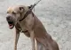 Giurgiuveancă atacată pe stradă de un câine amstaff lăsat nesupravegheat. Căţelul femeii a fost ucis