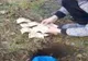Spargere ca-n filme. Un minor de 14 ani a furat bani dintr-o locuinţă şi i-a îngropat pe câmp