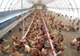 33.000 de găini vor fi sacrificate la o fermă din Braniştea în urma depistării unui focar de gripă aviară