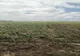 Grindina a făcut prăpăd, în Giurgiu! Mii de hectare cultivate au fost afectate