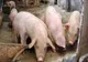 Focar de pestă porcină africană în judeţul Giurgiu