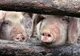 Un alt focar de pestă porcină africană a fost confirmat în judeţul Giurgiu 