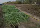 Doi bărbaţi din Iepureşti, reţinuţi pentru trafic de droguri. Aceştia ar fi înfiinţat o cultură de cannabis