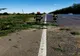 Giurgiu. Un copac căzut pe carosabil a blocat circulaţia pe o bandă a DN 5, la Plopşoru