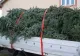 Tăierea ilegală de arbori, în atenţia poliţiştilor giurgiuveni