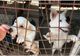Apel de suflet, adoptă un câine! Peste 600 de patrupezi din Giurgiu aşteaptă să îşi găsească stăpâni.