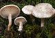 Giurgiuveni, mâncaţi ciuperci culese din pădure? Mare grijă la alegerea lor